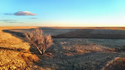 Cropland with Wildlife Habitat