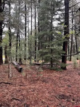Vallecito Lake Fishing Cabin Site