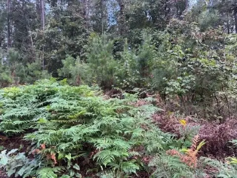 Bonnerdale Acreage Near Hunting Land