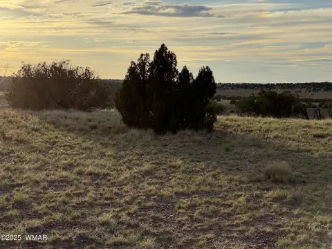 38 Acres in Concho, Arizona