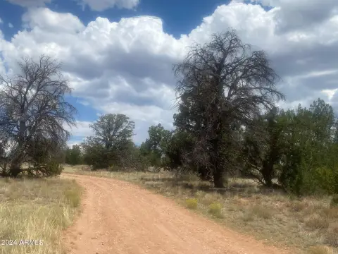 Heavily Treed Recreational Acreage