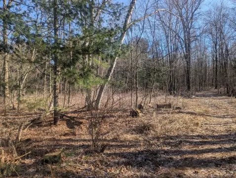 Wooded Hunting Land with Deer Blinds