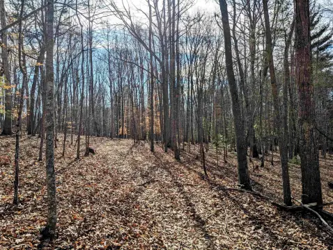 Wooded Land Near New River