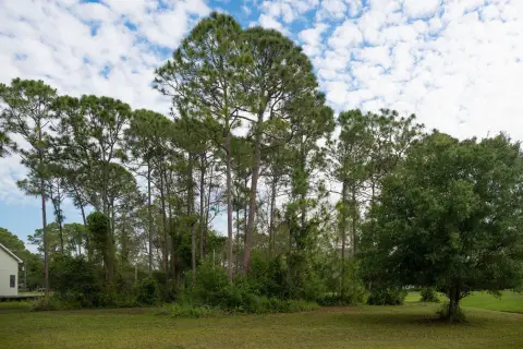 Residential Land in Pine Hollow