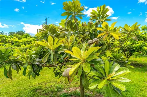 5-Acre Miami Grove Ready