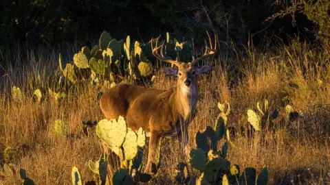 Mason County Hill Country Property