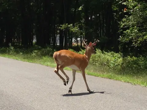 Land Near Pocono Attractions