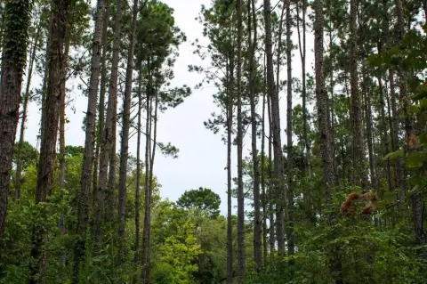 Nacogdoches Acreage on Highway 7