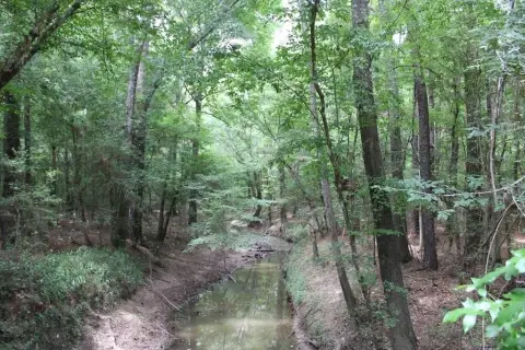 Livingston, TX Mixed Timber Acreage