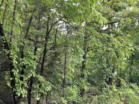 5 Acre Woodland Hunting Land