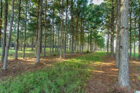 50 Acre Land in Jemison