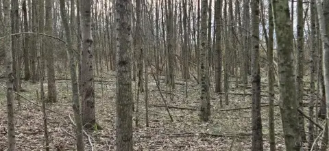 Two Acre Wooded Land Parcel