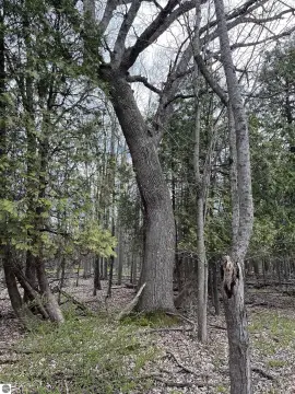 47-Acre Legacy Land Parcel