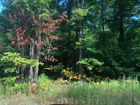Wooded Land with Creek