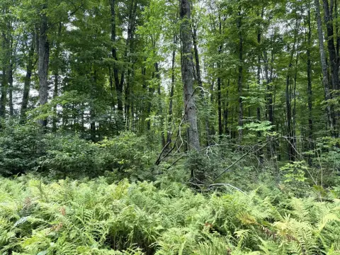 Wooded Land Parcel