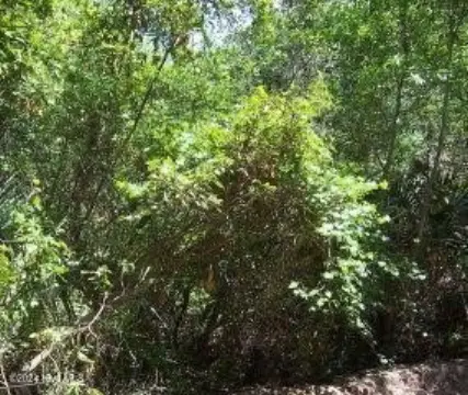 Wooded Homesite on Bald Head