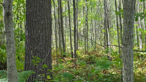 Wooded Hunting Land with Access