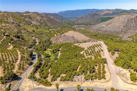 Avocado Grove Farm