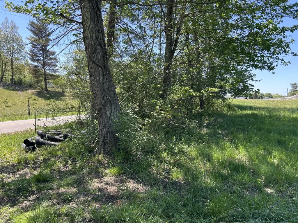 Picture 5
