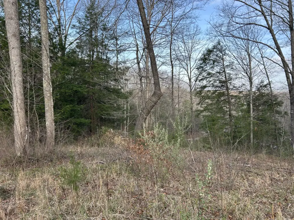 Picture 5