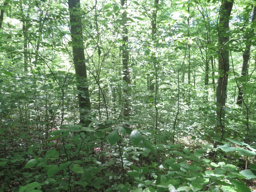 Picture 31