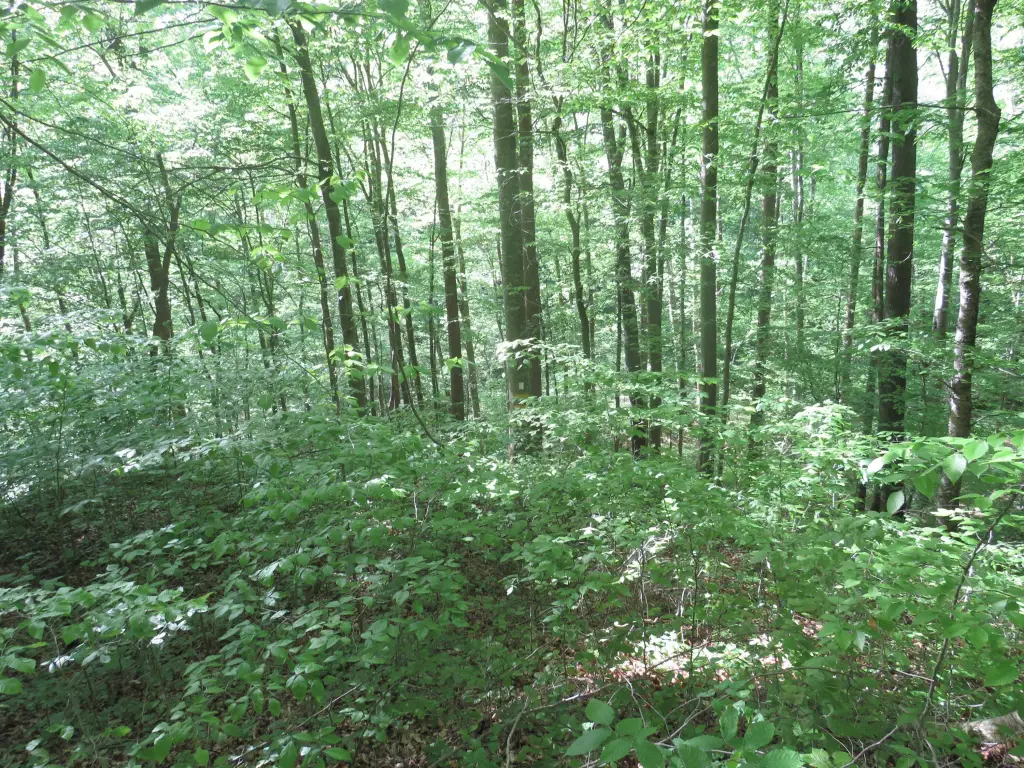 Picture 43