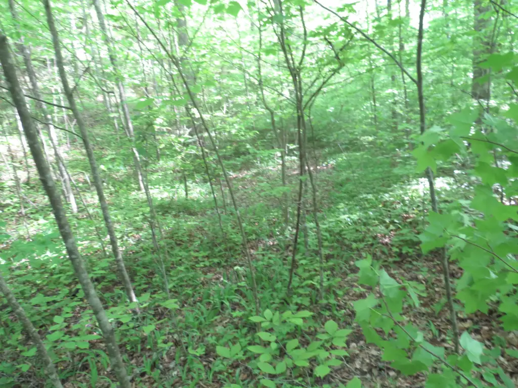 Picture 36
