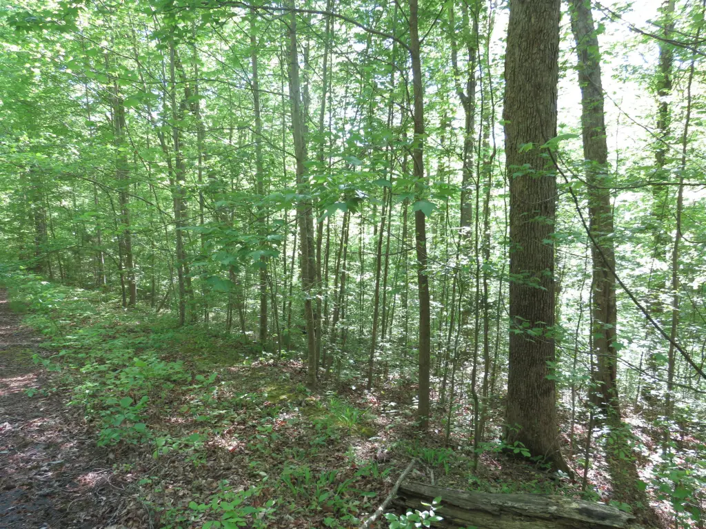 Picture 4