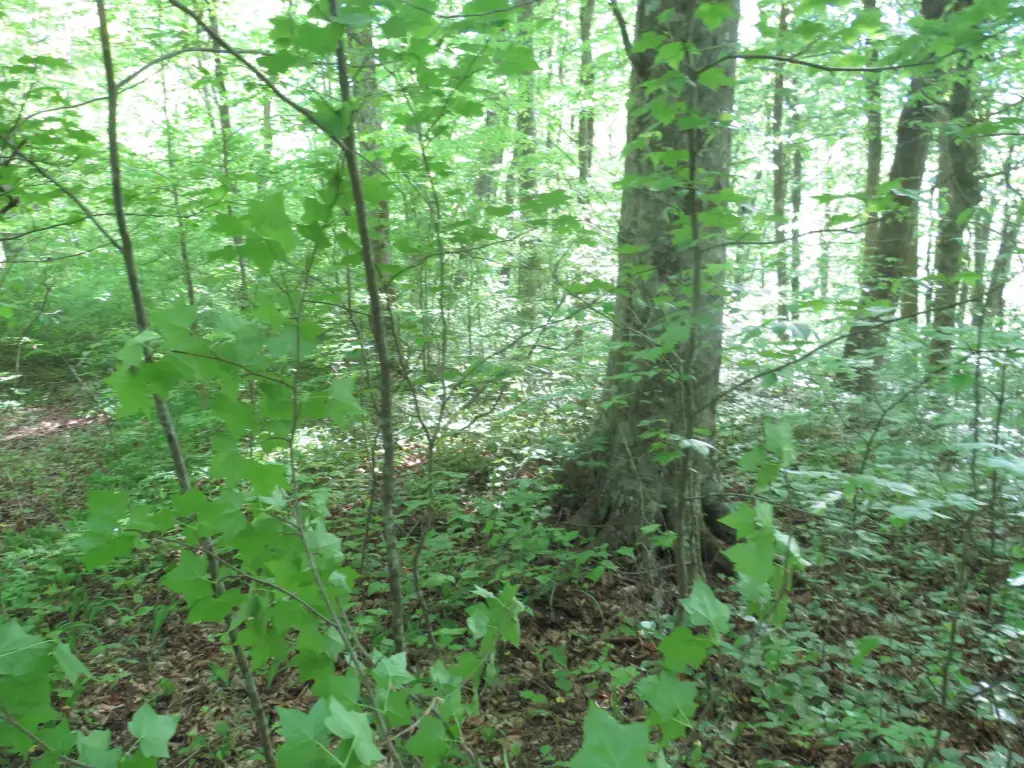 Picture 35