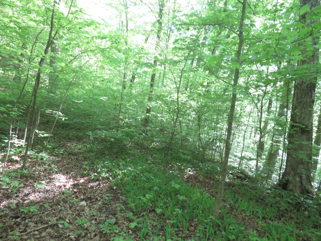 Picture 45