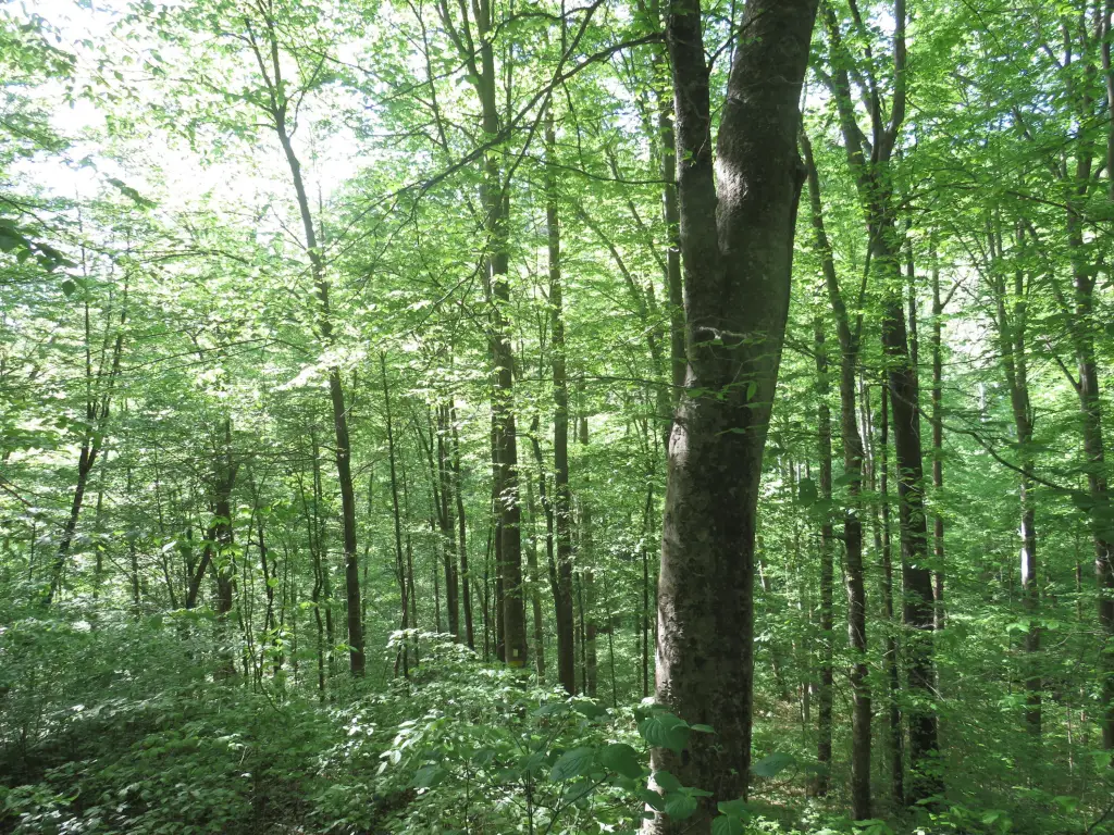 Picture 41