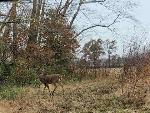 Recreational Hunting Land