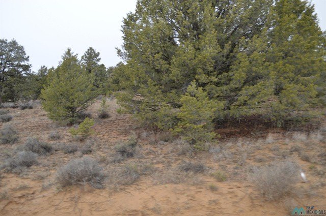 Picture 15
