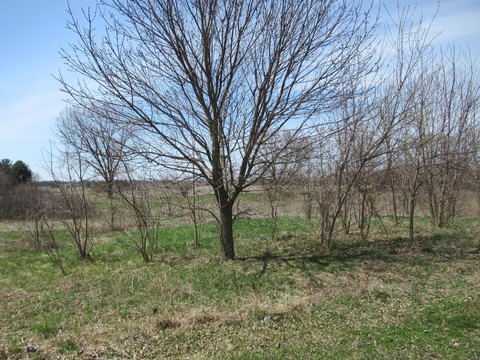 Commercial Land in Cassopolis, MI
