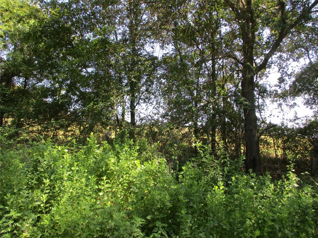 Picture 21