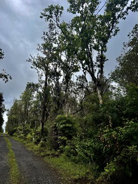 Raw Wooded Lot For Sale