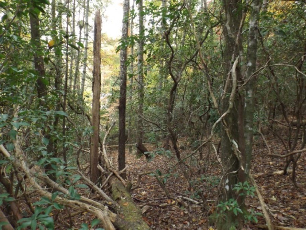 Picture 8