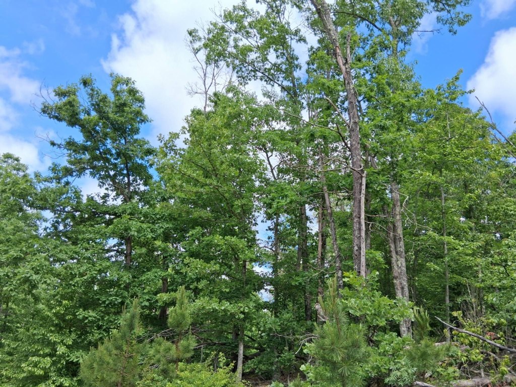 Picture 17