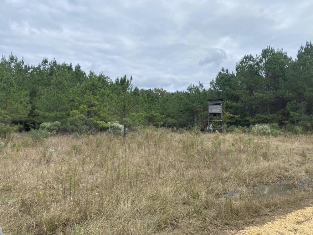 168 Acres of Hunting Land