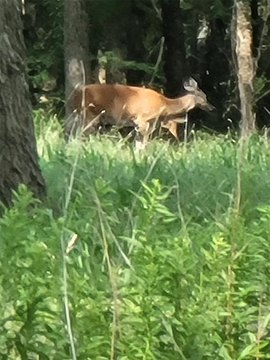 Secluded Hunting Land with Utilities