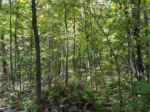 280 Acres of Forestland in Wisconsin