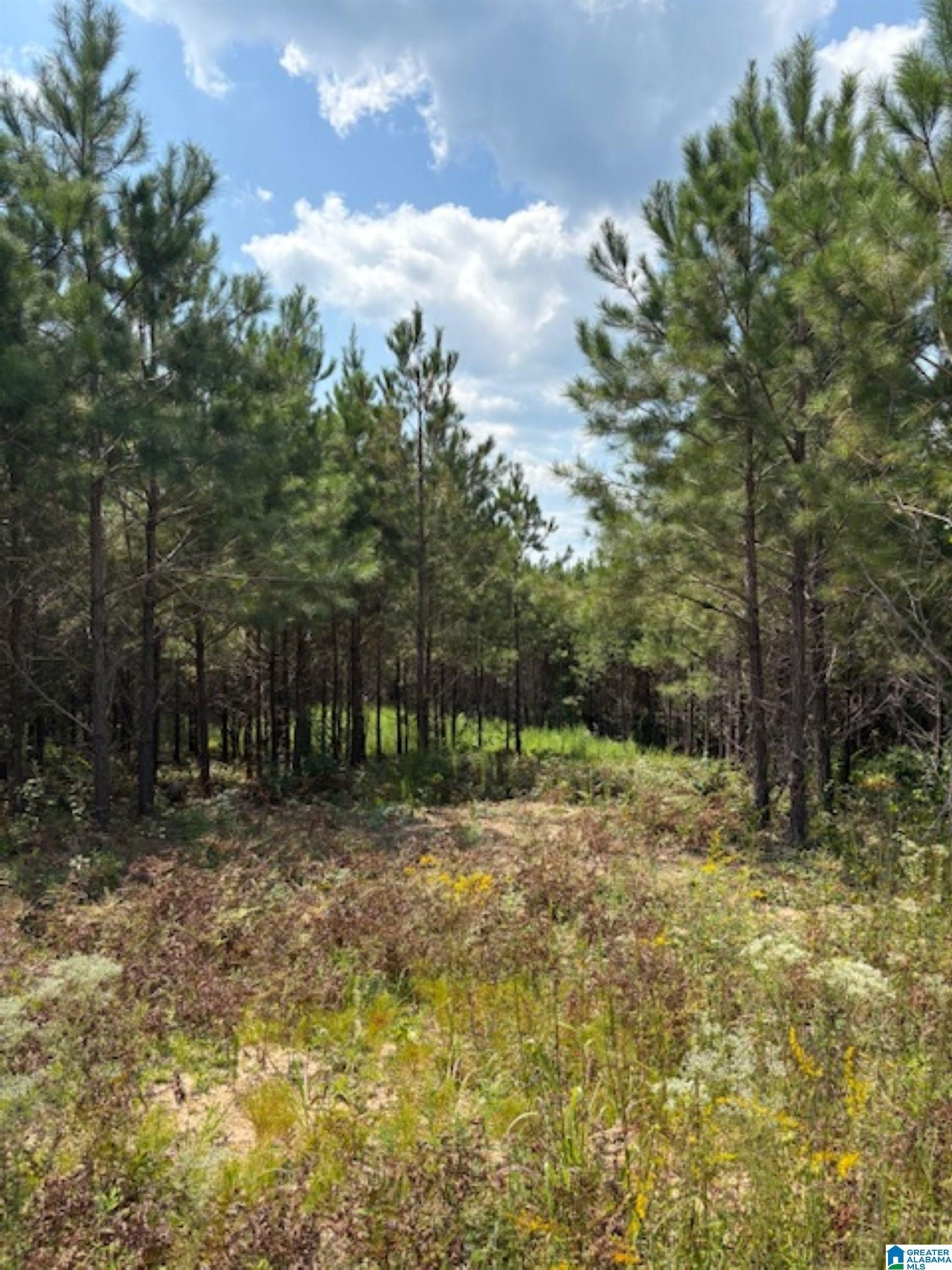Residential Land Near Lake Mitchell