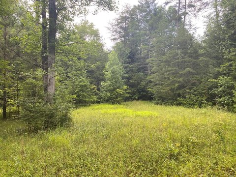 Crab Orchard Wooded Land