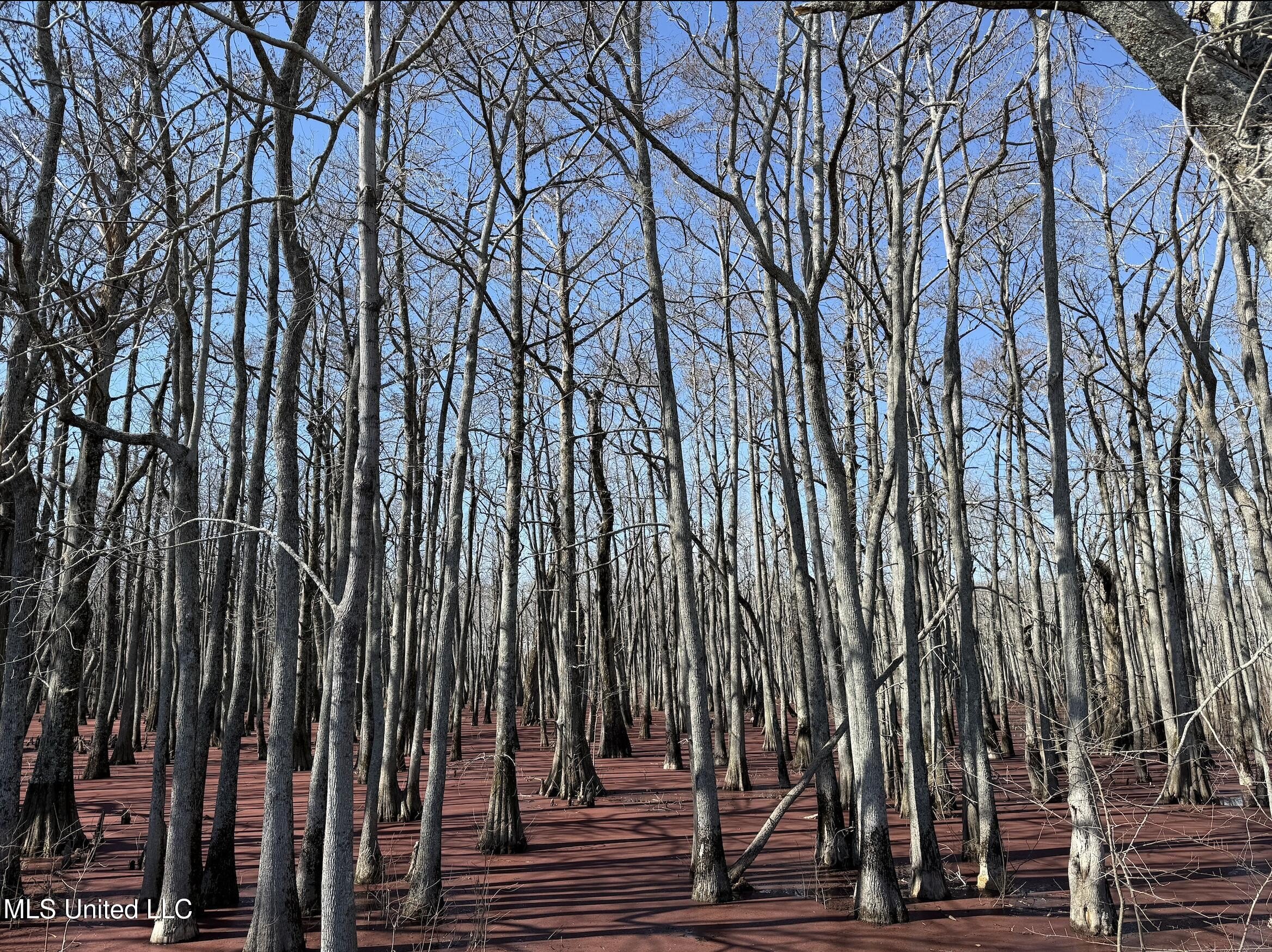 37 Acres of Hunting Land
