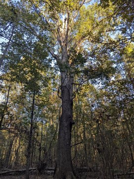Land, Lexington, GA
