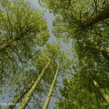 43 Acres Bordering National Forest