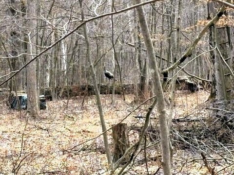 Mature Timber Hunting Land