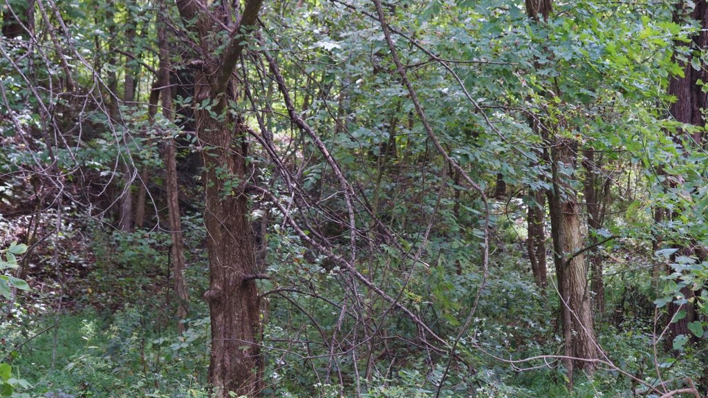 Picture 13