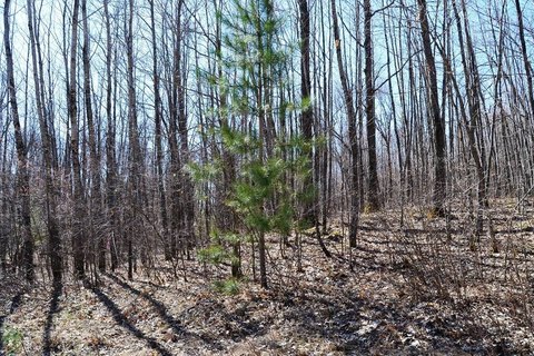 Buildable Lake-Access Wooded Land
