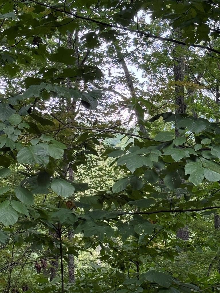 Mountain-Top Lot in Young Harris